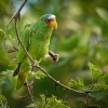 Amazonan belocely - Amazona albifrons - White-fronted Amazon Parrot 3588